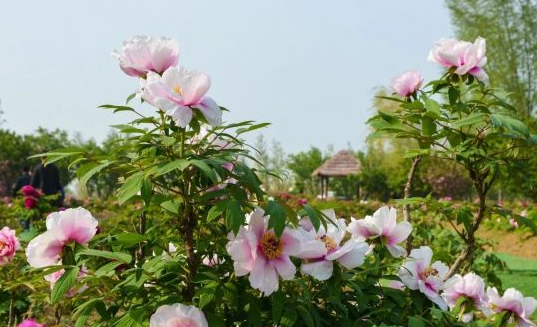 ■牡丹园花盛开，国色天香等你来