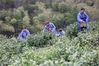 2020年4月1日，安徽省铜陵市郊区周潭镇大山村松竹泉原生态茶场，茶农在忙着采摘明前茶。