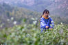 2020年4月1日，安徽省铜陵市郊区周潭镇大山村松竹泉原生态茶场，茶农在忙着采摘明前茶。
