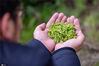 2020年4月1日，安徽省铜陵市郊区周潭镇大山村松竹泉原生态茶场，茶农在展示细嫩的茶叶。