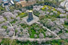 2020年4月2日，湖北武汉，武汉东湖樱花园的樱花盛开，航拍仿日本古建筑的五重塔，这里是樱花园的中心，园内一片春色。供图/IC photo 编辑/刘元