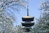 2020年4月2日，湖北武汉，武汉东湖樱花园的樱花盛开，航拍仿日本古建筑的五重塔，这里是樱花园的中心，园内一片春色。