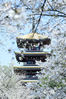 2020年4月2日，湖北武汉，武汉东湖樱花园的樱花盛开，航拍仿日本古建筑的五重塔，这里是樱花园的中心，园内一片春色。