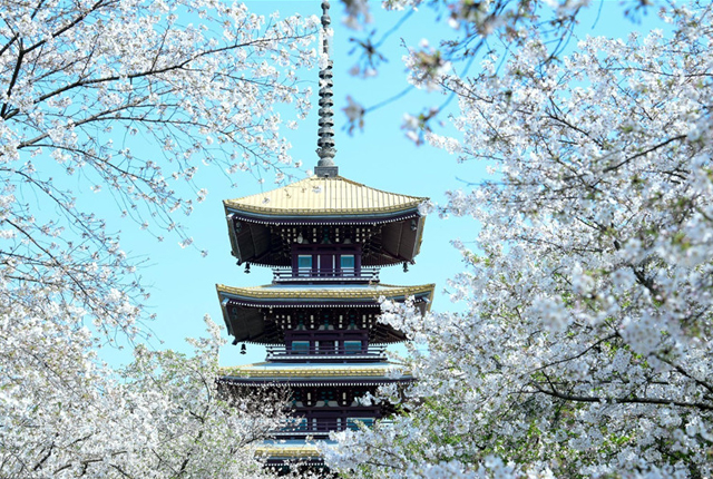 航拍武汉东湖樱花园五重塔 和樱花同框美不胜收