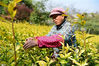 2020年4月3日，江苏省镇江市南山茶林研究所茶园里，茶农开始采收“黄金芽”春茶。