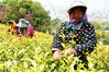 2020年4月3日，江苏省镇江市南山茶林研究所茶园里，茶农开始采收“黄金芽”春茶。