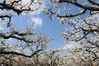 2020年4月3日，在江苏省连云港市灌云县伊山镇川星村，游客在欣赏梨花。