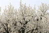2020年4月3日，在江苏省连云港市灌云县伊山镇川星村，游客在欣赏梨花。