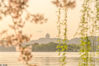 2020年3月20日，浙江杭州西湖风景名胜区，图为西湖十景之一的苏堤春晓，画面中央为城隍阁。