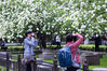 2020年4月5日，游客在南京午朝门公园拍摄盛开的绣球花。清明时节，南京午朝门公园内绣球花盛开，吸引游人前来赏花拍照，感受春天的美好。
