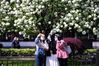 2020年4月5日，游客在南京午朝门公园拍摄盛开的绣球花。清明时节，南京午朝门公园内绣球花盛开，吸引游人前来赏花拍照，感受春天的美好。
