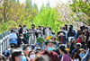 2020年4月5日，上海，清明小长假过半，眼下尽管中樱染井吉野已进入尾声，但新一波的晚樱又开始接力绽放枝头。昨天，趁着阳光和煦、十分给力的好天气，顾村公园迎来了众多踏青赏樱游客，虽然目前还不能摘下口罩，但丝毫不影响市民游客游园赏樱的兴致。截止5点闭园，公园单日共接待了4.8万赏樱游客。 钟阳/IC photo