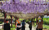 2020年4月5日，上海，每年的4月上旬至5月初是观赏紫藤花的最佳时期。清明小长假里，晴好天气使嘉定紫藤园迎来了不少市民游客。今年的紫藤公园采取提前预约和亮相绿色随申码的举措入园赏花。公园拥有26个品种的紫藤花，盛开时期的紫藤花穗最长可达1米多。花色有紫，粉，白等，形成的花瀑宛若一帘幽梦，雅致春意今人流连忘返。钟阳/IC photo