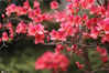 2020年4月7日，南京国防园内十余万株杜鹃花进入盛花期。图为秦娥、红珊瑚、红精灵、蓝樱、映山红等各品种杜鹃竞相开放，红色、紫色、粉色、白色、黄色等各色交织。