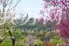 苏州上方山国家森林公园|园内五彩缤纷的春花竞相开放，风景如画。（图片来源：微博网友@秋嫣旅行 编辑/陈进）