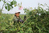 2020年5月10日，在江苏省海安市城东镇石庄村，农民在玫瑰种植园内采摘玫瑰花。