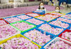2020年5月10日，在江苏省海安市城东镇石庄村，农民在搬运玫瑰花。
