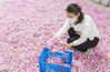 2020年5月10日，在江苏省海安市城东镇石庄村玫瑰种植园内，农民在整理待售玫瑰花。