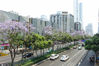  2020年5月13日，四川成都。成都不少街道蓝花楹相继盛开，位于成都市中心的东大街成为了蓝花楹大道，吸引不少市民驻足拍照。