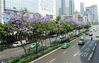  2020年5月13日，四川成都。成都不少街道蓝花楹相继盛开，位于成都市中心的东大街成为了蓝花楹大道，吸引不少市民驻足拍照。