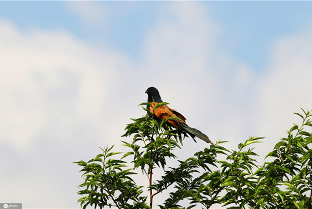 云南巍山首次发现国家重点保护动物褐翅鸦鹃