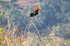 2020年5月7日，云南省大理州巍山县首次发现国家重点保护动物褐翅鸦鹃。