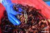 A worker shows crayfish at a market in Jinhu County, east China's Jiangsu Province, May 12, 2020. Jinhu County, located in east China's Jiangsu Province and surrounded by Baima Lake, Baoying Lake and Gaoyou Lake, boasts favorable conditions to develop aquaculture. Crayfish is one of its popular aquatic products and its output value reached 400 million yuan (about 56.4 million U.S. dollars) with a production volume around 10,000 tons in 2019. Meanwhile over 80,000 local residents are engaged in crayfish-related industries. (Xinhua/Li Bo)

