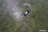 Aerial photo taken on May 12, 2020 shows workers improving aquatic environment at a crayfish breeding industrial park in Jinhu County, east China's Jiangsu Province. Jinhu County, located in east China's Jiangsu Province and surrounded by Baima Lake, Baoying Lake and Gaoyou Lake, boasts favorable conditions to develop aquaculture. Crayfish is one of its popular aquatic products and its output value reached 400 million yuan (about 56.4 million U.S. dollars) with a production volume around 10,000 tons in 2019. Meanwhile over 80,000 local residents are engaged in crayfish-related industries. (Xinhua/Ji Chunpeng)