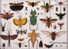 2019年10月10日报道，近日，成都华希昆虫博物馆官方网站上线了3张特殊的昆虫标本照片，以超高清的画面对昆虫标本进行了展示。当点击照片，逐级放大后，原本看似普通的昆虫标本便瞬间展现出了惊人细节——蝴蝶翅膀上鳞片的排列、蚂蚁身上的细毛、竹节虫触角的结构等都清晰可见。一芳/IC photo