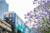 2020年5月12日，重庆，一列轨道3号线列车驶过，与蓝花楹浪漫相逢，如梦似幻、美不胜收。进入初夏的五月，重庆主城多地的蓝花楹竞相开放，为城市增添靓丽风景。