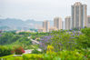  2020年5月12日，重庆，两江新区金海湾滨江公园的蓝花楹花期正盛。