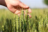 2020年5月19日，河北省石家庄新乐市东名村的农民在麦田查看小麦长势。
