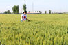  2020年5月19日，河北省石家庄新乐市东名村的农民在麦田查看小麦长势。