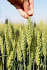 2020年5月19日，河北省石家庄新乐市东名村的农民在麦田查看小麦长势。