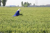 2020年5月19日，河北省石家庄新乐市东名村农民对小麦进行田间管理。
