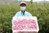 5月15日，在河北省石家庄市井陉县小作镇小作村玫瑰园里，花农正在采摘玫瑰花。