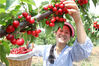 2020年5月16日，安徽省淮北市烈山区烈山镇华家湖樱桃种植合作社樱桃进入了成熟采摘期，村民正在采摘外销。