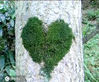 2009年8月4日，江西玉山县怀玉乡锦溪村坑口自然村的一个山坳里，有一颗银杏树的树干上长了一个“爱心”。这一奇观令当地村民和游客啧啧称奇。