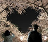 2019年4月27日报道（图片拍摄于4月23日），日本青森县弘前市，弘前公园月2600棵樱花树迎来最佳观赏期，繁华组成浪漫心形吸引世界各地游客前来观赏。