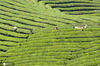 2020年5月21日，是联合国确定的首个“国际茶日”。茶是世界三大饮品之一，全球产茶国和地区达60多个，饮茶人口超过20亿。2019年12月，联合国大会宣布将每年5月21日确定为“国际茶日”，以赞美茶叶的经济、社会和文化价值，促进全球农业的可持续发展。今年“国际茶日”期间，我国农业农村部与联合国粮农组织、浙江省政府以“茶和世界　共品共享”为主题，通过网络开展系列宣传推广活动。图为2020年5月4日，江西省上饶市婺源县蚺城街道考水村茶农使用农机在千亩生态茶园采收茶叶。jxhdh08/IC photo 编辑/刘元
