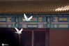 2020年5月22日，北京，蓝天白云下的故宫，红墙绿瓦愈发鲜亮。两只白鸽从宫殿前飞过。