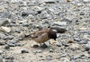 2020年05月19日，西藏日喀则市定日县，栖息在珠穆朗玛峰国家级自然保护区核心区的鸟类大朱雀。