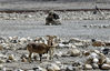 2020年05月03日，西藏日喀则市定日县，珠穆朗玛峰国家级自然保护区核心区珠峰大本营附近的岩羊，为国家二级重点保护野生动物。