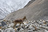 2020年05月19日，西藏日喀则市定日县，珠穆朗玛峰国家级自然保护区核心区珠峰大本营附近的岩羊，为国家二级重点保护野生动物。