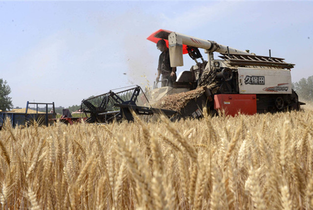 河南汝南：“三夏”大幕开启 122万小麦陆续成熟 豫南抢收小麦