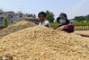 2020年5月22日，河南省驻马店汝南县汝宁街道办事处大付庄村，当地农民正在收获成熟的小麦。