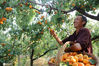 2020年5月22日，安徽省淮北市杜集区北山村村民在采摘杏子，脸上洋溢着丰收的喜悦。