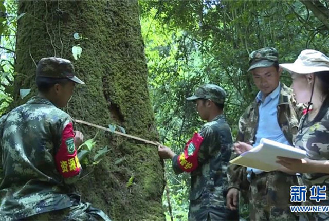 云南高黎贡山发现珍稀濒危植物滇桐野生居群