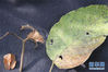 　这是4月15日拍摄的在云南高黎贡山发现的滇桐果实、果枝和叶片。新华社发（徐聪丽摄）