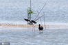 近日，摄影师在江苏大丰国家级麋鹿自然保护区湿地上发现了四只国家2级重点保护鸟类彩鹮。在湿地里陪同它一起觅食的，还有白鹭、黑翅长脚鹬、黑水鸡等，它们信步轻踱、低头觅食、水中嬉戏、展翅飞翔，一派悠然自得，保护区工作人员介绍它们在此已经栖息半个多月。